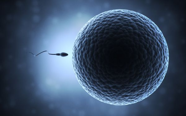 اسپرم و سلول تخمک