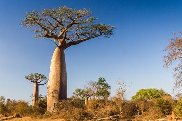 درخت بائوباب ماداگاسکار