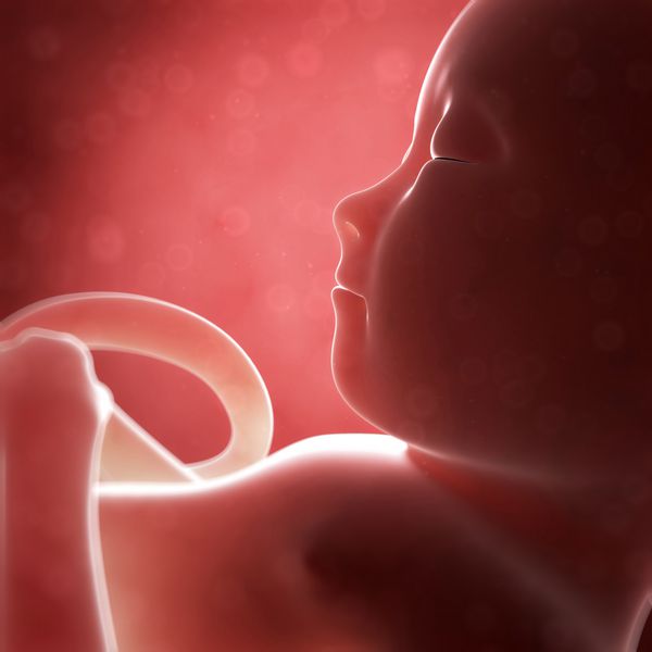 تصویر رندر شده سه بعدی - ماه جنین انسان ششم