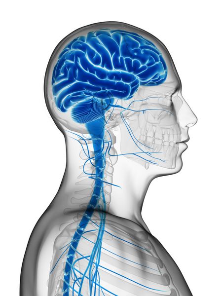 تصویر رندر سه بعدی - مغز مرد
