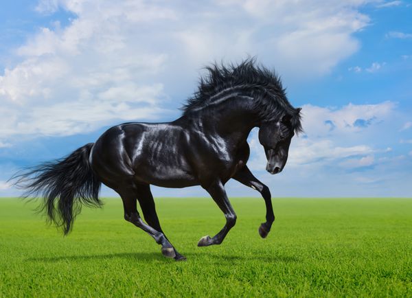 اسب سیاه در زمین سبز می تازد