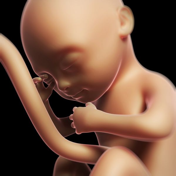 تصویر سه بعدی از جنین انسان در ماه ششم