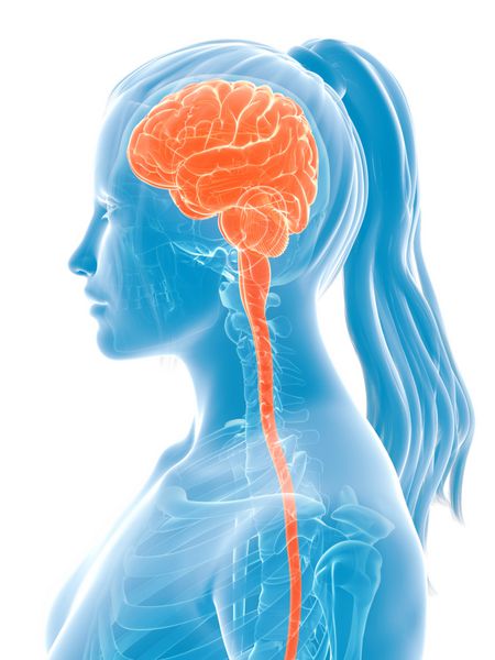 تصویر پزشکی سه بعدی - مغز زن