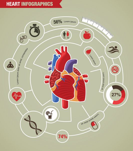 اینفوگرافیک سلامت قلب انسان بیماری و حمله