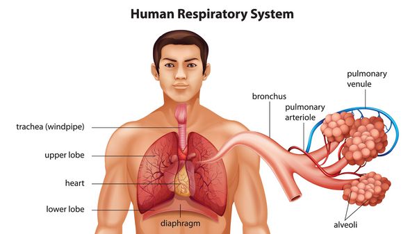 سیستم تنفسی انسان