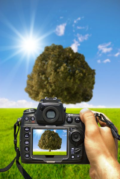 از یک درخت در یک علفزار عکس بگیرید