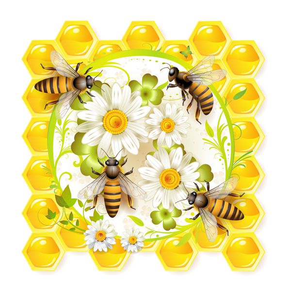 زنبورهای عسل با گل و لانه زنبوری