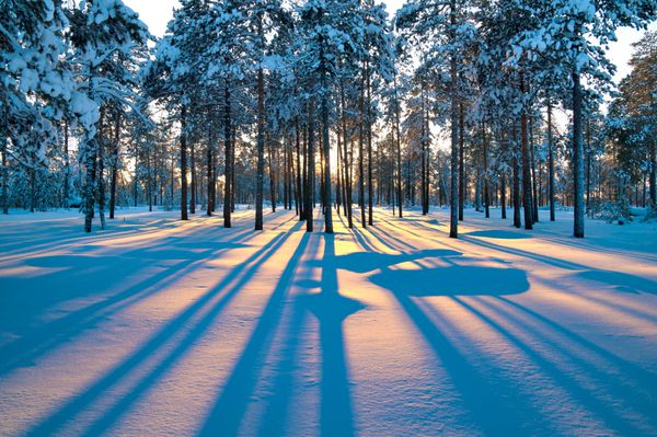غروب خورشید در یک جنگل زمستانی