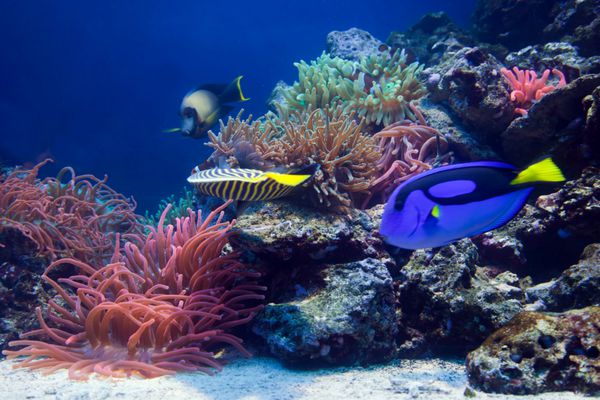 زندگی زیر آب ماهی صخره مرجانی