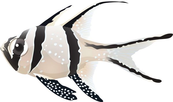 کاردینال ماهی Banggai