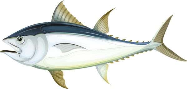ماهی تن آبی اقیانوس اطلس