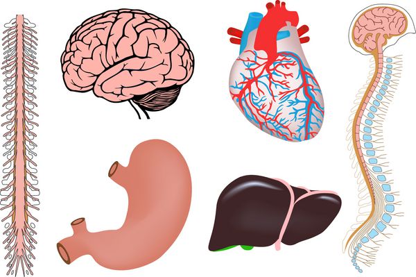 تصویر پزشکی قلب کبد معده و مغز انسان