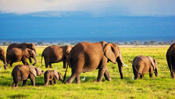 خانواده فیل ها در ساوانا سافاری در آمبوسلی کنیا آفریقا