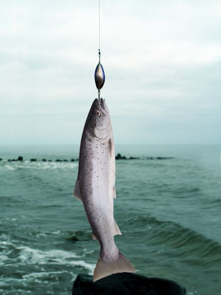 ماهی قزل آلا روی میله ماهیگیری