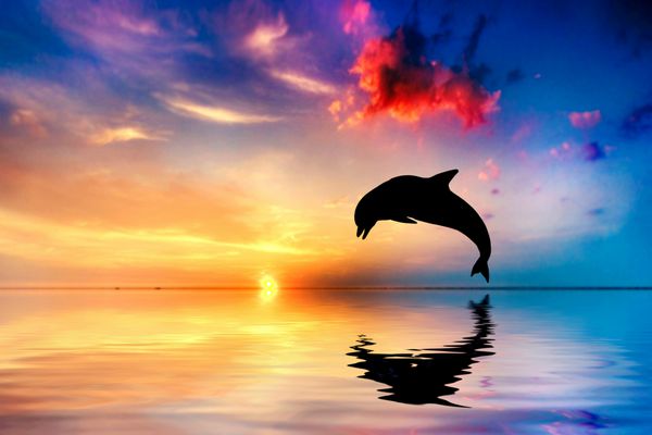 اقیانوس و غروب زیبا پرش دلفین