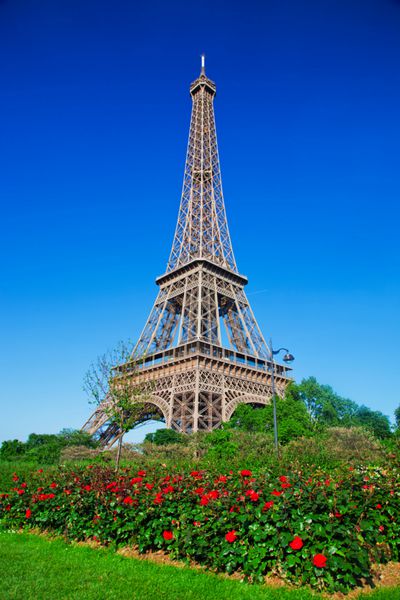 برج ایفل گل رز قرمز در پاریس فرانسه