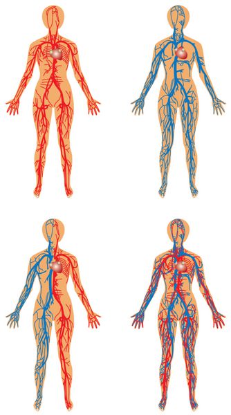 جریان خون انسان - سیستم های شریانی و وریدی