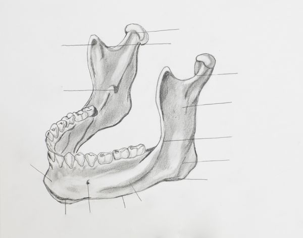 جزئیات طراحی مداد فک پایین روی کاغذ سفید