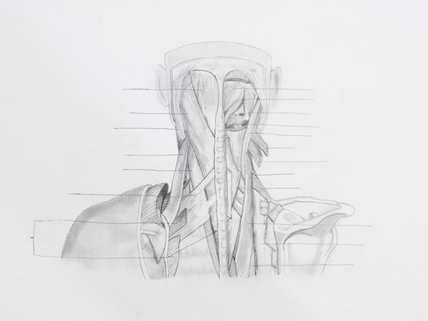 جزئیات طراحی با مداد عضلات پشت گردن روی کاغذ سفید