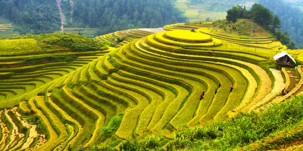 مزارع برنج مو کانگ چای ویتنام