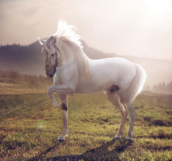 عکس اسب سفید با شکوه