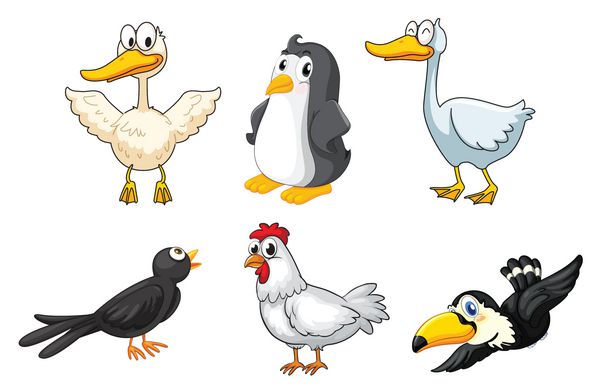 انواع مختلف پرندگان