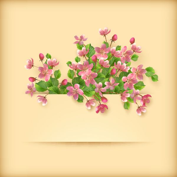کارت پستال گل صورتی شکوفه گیلاس