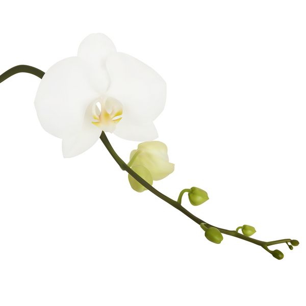 گل سفید ارکیده وکتور سفید جدا شده