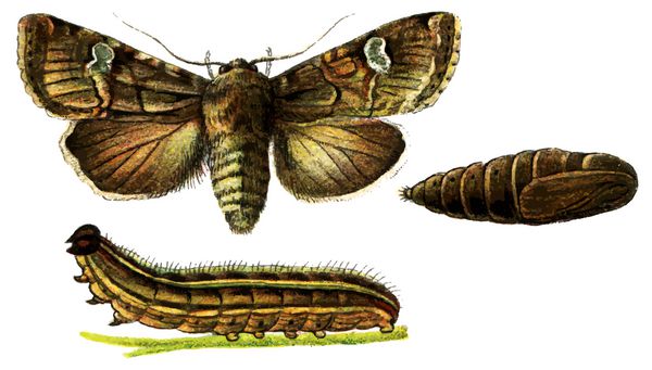 حشره آفت تیره ماهی eremobia ochroleuca