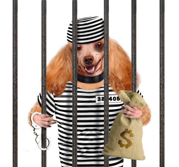 سگ در زندان