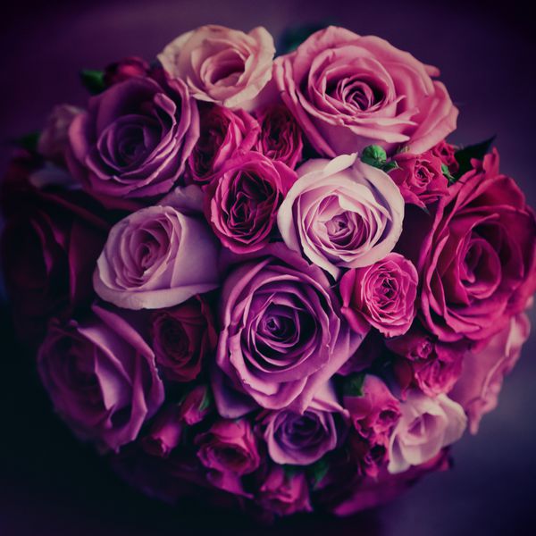 گل عروسی گل رز صورتی و قرمز رنگ های قدیمی