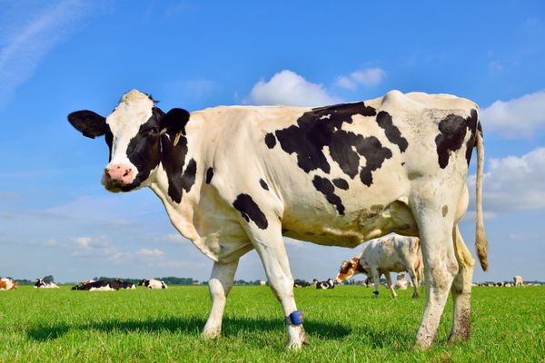 گاوهای شیری در زمین های کشاورزی