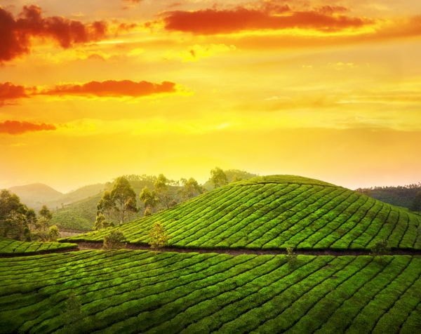 دره مزرعه چای در غروب خورشید آسمان نارنجی چشمگیر در مونار کرالا هند