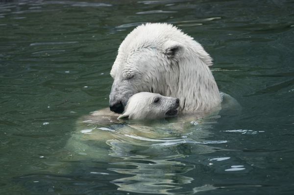خرس با توله باغ وحش مسکو