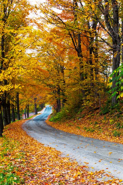 درختان رنگارنگ پاییزی با برگ های افتاده در جاده ای پرپیچ و خم روستایی
