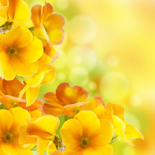 گل های زرد در زمینه سفید گل پامچال بهاری
