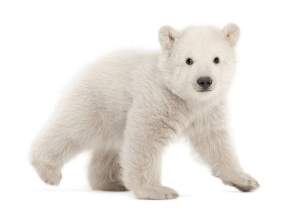 توله خرس قطبی ursus maritimus 3 ماهه در حال راه رفتن در پس زمینه سفید