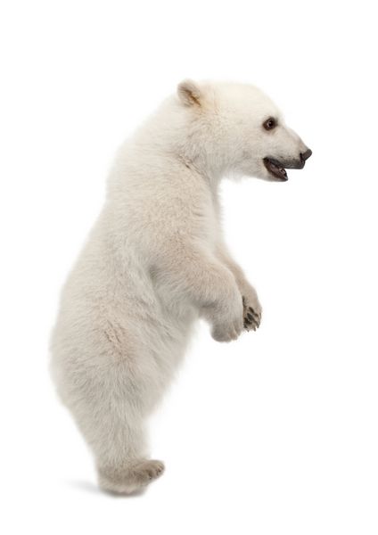 توله خرس قطبی اورسوس ماریتیموس 6 ماهه ایستاده روی پاهای عقب در پس زمینه سفید