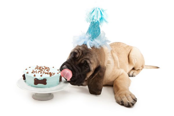 توله سگ ماستیف که یک کلاه مهمانی آبی بر سر دارد و دراز کشیده در حالی که کیک تولد با تزئینات استخوانی را لیس می‌زند
