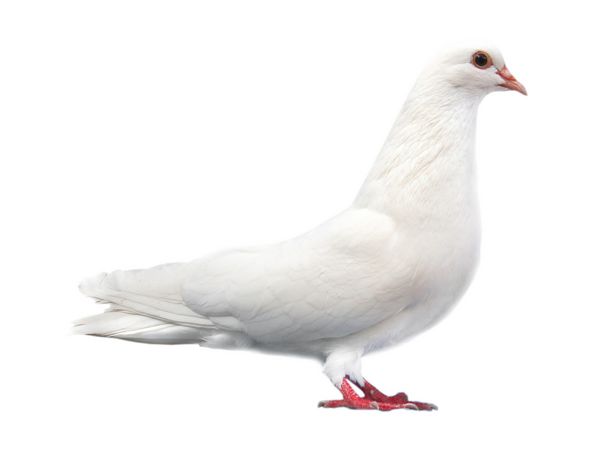 کبوتر کبوتر سفید جدا شده روی پس زمینه سفید نشسته است