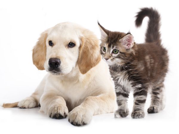 توله سگ و بچه گربه لابرادور از نژاد مین کون گربه و سگ می باشند