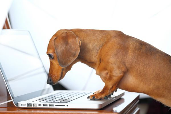 سگ با استفاده از کامپیوتر