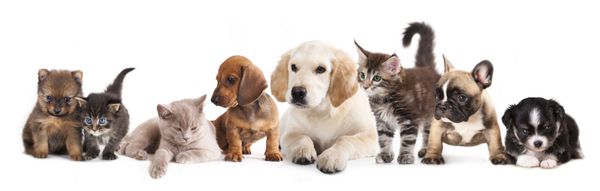 توله سگ و بچه گربه گروهی از گربه ها و سگ ها در مقابل پس زمینه سفید