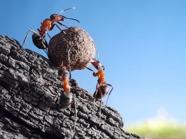 تیم مورچه ها سنگ را در سربالایی می غلتند مفهوم کار تیمی