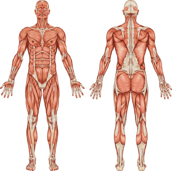 آناتومی سیستم عضلانی مردان - نمای خلفی و قدامی - بدن کامل