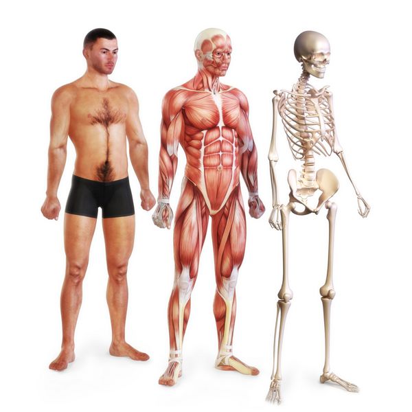 تصویر مردانه از پوست ماهیچه و سیستم های اسکلتی جدا شده در پس زمینه سفید مدل های سه بعدی نسخه زن نیز موجود است
