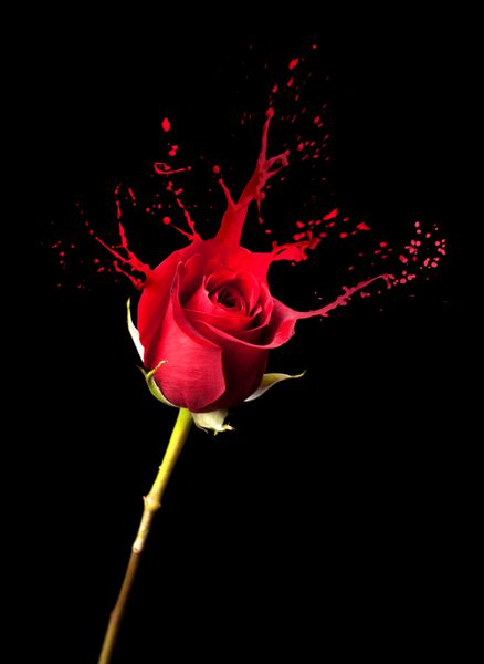 گل رز قرمز با پاشش های قرمز در پس زمینه سیاه