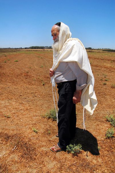ashkelon-ژوئیه 12 مرد یهودی در مزرعه خود در شمیتا سال شنبه در 12 ژوئیه 2007 در عسکلون این چرخه هفت ساله کشاورزی است که توسط تورات برای زمین تعیین شده است