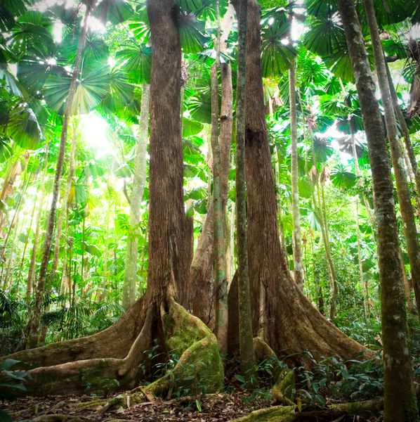 جنگل‌های بارانی استوایی درختان غول‌پیکر با نخل‌های بادبزن‌دار کوئینزلند استرالیا دماغه تریبلاسیون جنگل بارانی جنگل بارانی جنگل بکر در حفاظت‌گاه طبیعی
