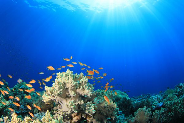 صحنه صخره های مرجانی با ماهی های استوایی در نور خورشید